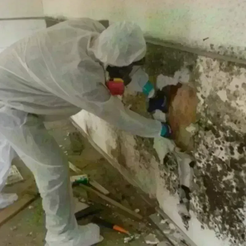 Mold Remediation and Removal in James City County, VA